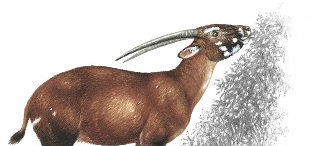 Saola dans son environnement naturel, une forêt tropicale dense et humide d’Asie du Sud-Est.