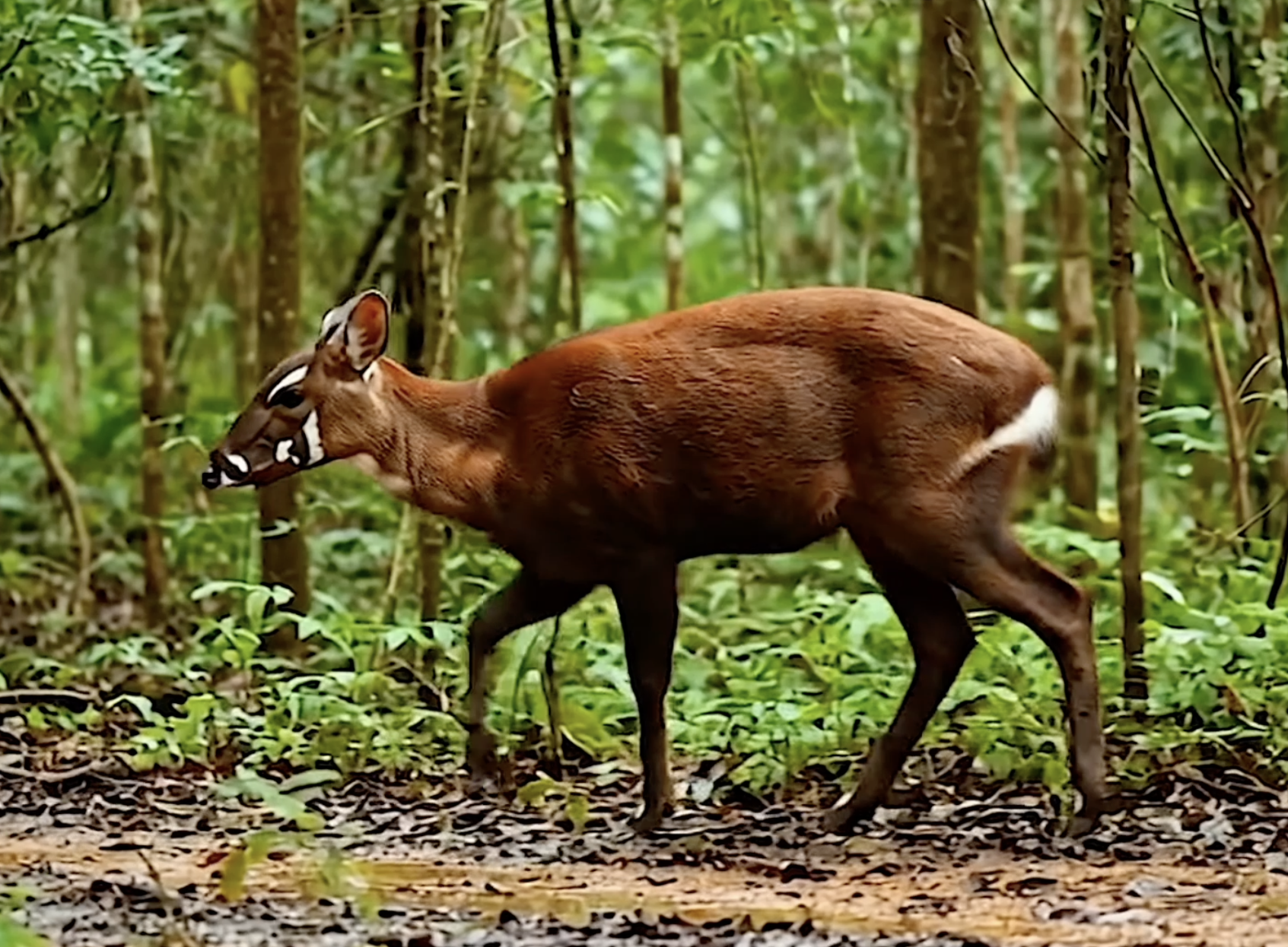 saola saolas reproduction la reproduction des saolas