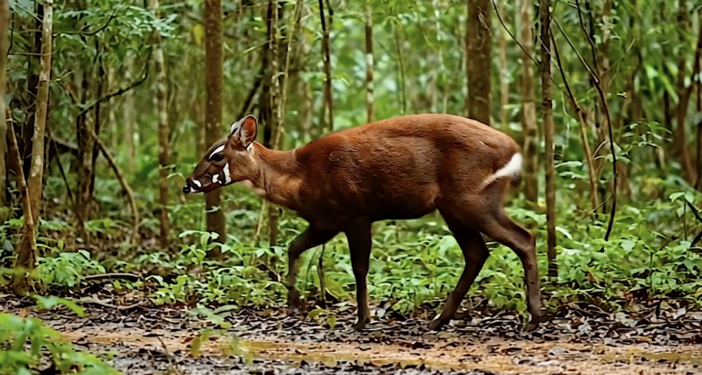 Reproduction des saolas : Saolas en période de reproduction dans leur habitat naturel, illustrant la reproduction des saolas, aussi appelés licorne d’Asie.