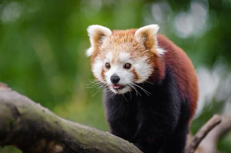Découvrez la reproduction du panda roux, ses comportements rares et les enjeux de conservation pour protéger cette espèce menacée face à la perte d’habitat.