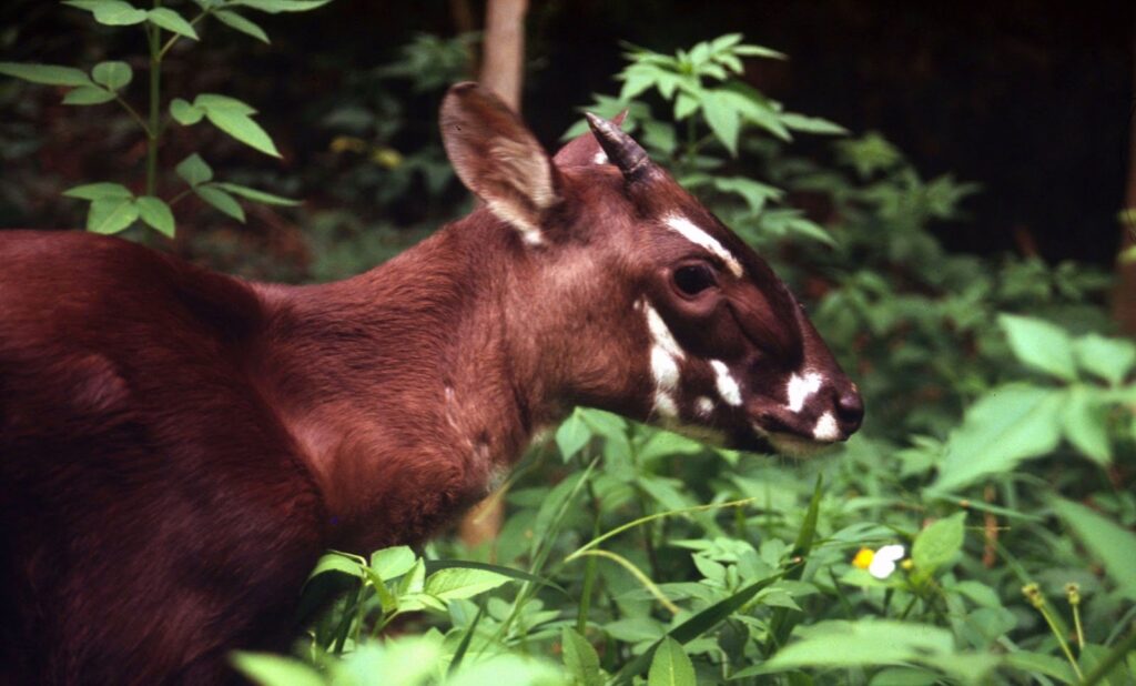 saola saolas reproduction des saolas