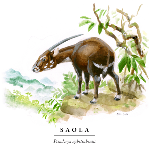 la reproduction des saolas
saolas
saola
