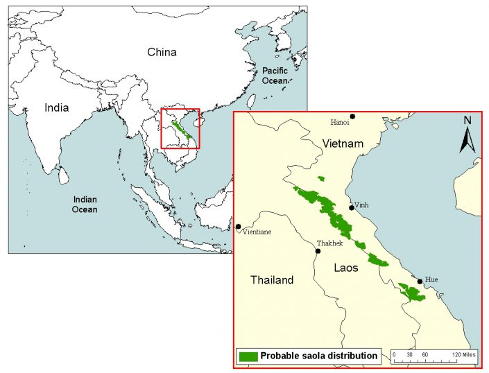 saola
saolas
la reproduction des saolas
