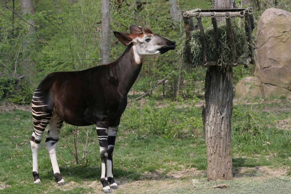 Image représentant le saola, aussi appelé « licorne asiatique », avec un gros plan de son visage, ses longues cornes, un paysage de montagnes brumeuses et une forêt dense en arrière-plan. On y voit également des traces dans la boue, une photo prise par une caméra piège, une affiche de protection « Protégeons le saola » et un dessin naturaliste de l’animal. L’ensemble illustre sa rareté, son habitat et les efforts de conservation.