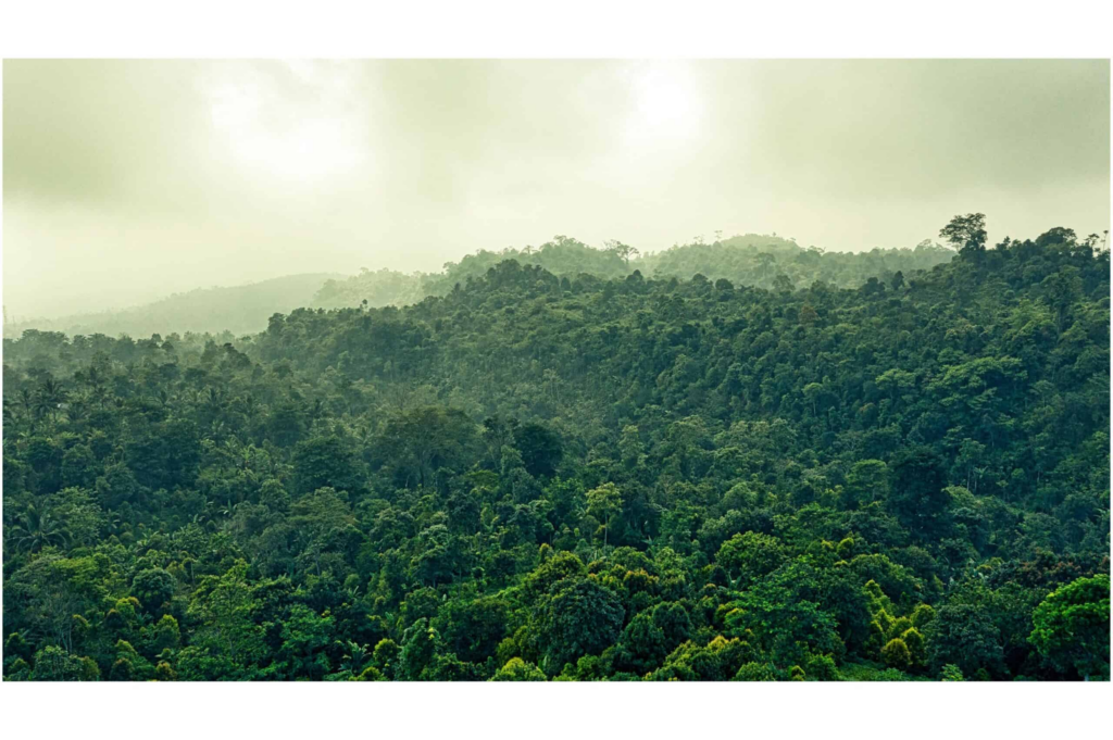 saolas
la reproduction des saolas